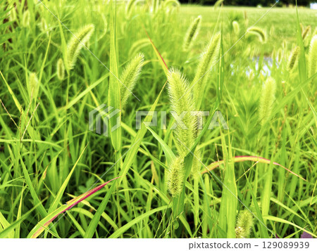 色彩鮮豔的綠色狐尾草 色彩鮮豔的綠色狐尾草 129089939