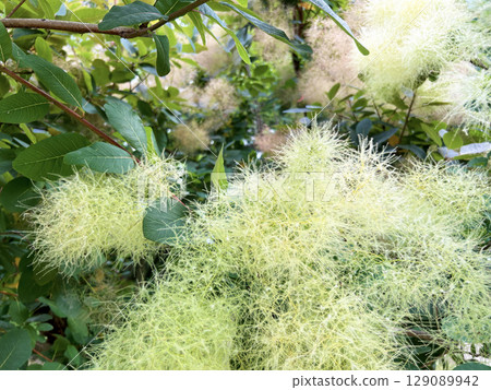 鮮豔的 Cointunus cochinchinensis 129089942