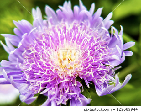 Close-up of Stokesia 129089944