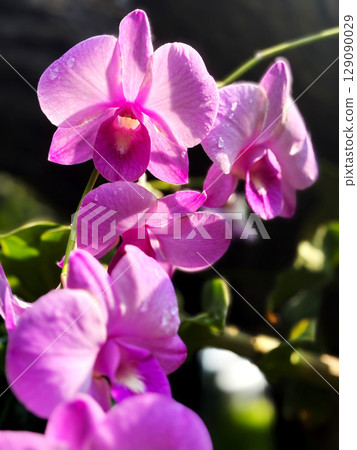 Beautiful Cattleya orchid after rain with sunlight, violet shade of Cattleya orchid genus, vertical template, close up beautiful flower. 129090029