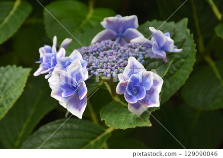 天空農場的繡球花 129090046