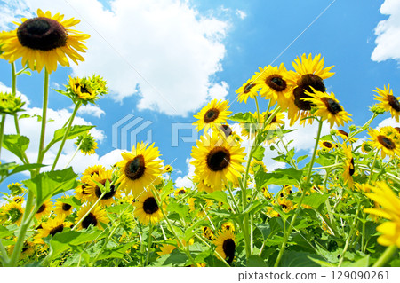 夏季風景：藍天和向日葵田 129090261