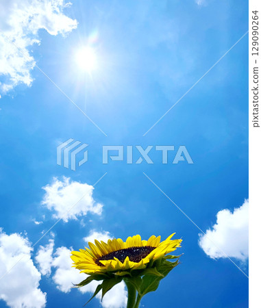 Summer landscape: blue sky and sunflower field Summer landscape: blue sky and sunflower field 129090264