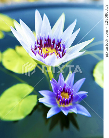 A light purple water lily. 129090318