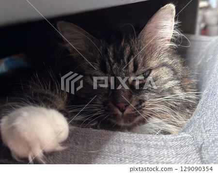 A Delightfully Charming Tabby Cat Is Enjoying a Very Relaxing Time in a Cozy, Comfortable Space A Delightfully Charming Tabby Cat Is Enjoying a Very Relaxing Time in a Cozy, Comfortable Space 129090354