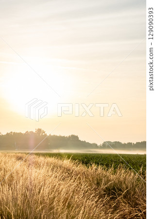 A Beautiful Golden Sunrise Shining Over the Serene Fields Filled with Lush Greenery 129090393