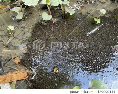 山水坑裡的大量蝌蚪 129090415