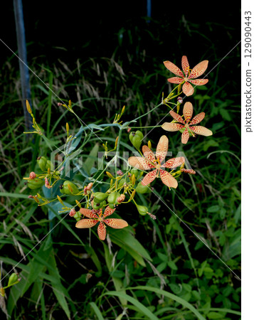Flowers, buds and fruit of the Japanese hollyhock (Hiogi). 129090443