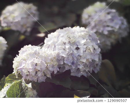White hydrangeas bathed in sunlight after the rain (hydrangeas at the edge of the railroad tracks) 129090507