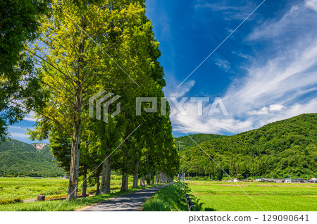 Metasequoia trees along the Chiuchi River in Makino-cho, Takashima City, Shiga Prefecture Metasequoia trees along the Chiuchi River in Makino-cho, Takashima City, Shiga Prefecture 129090641