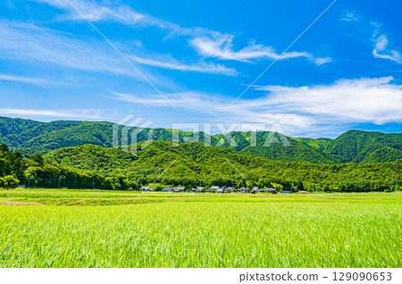 滋賀縣高島市牧野町的田園風光 129090653