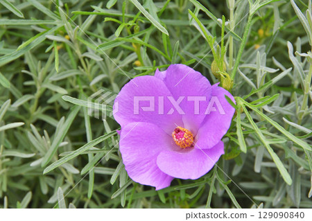 天空農場藍芙蓉 129090840