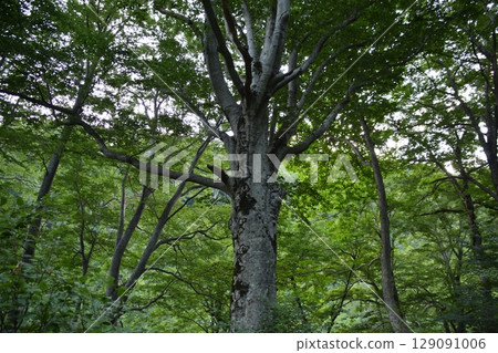 Asahi Mountain Range Itodake 129091006
