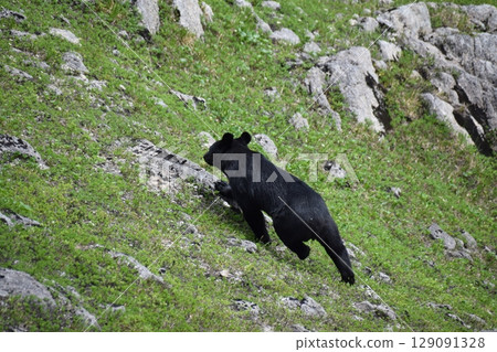 Asian black bears 129091328