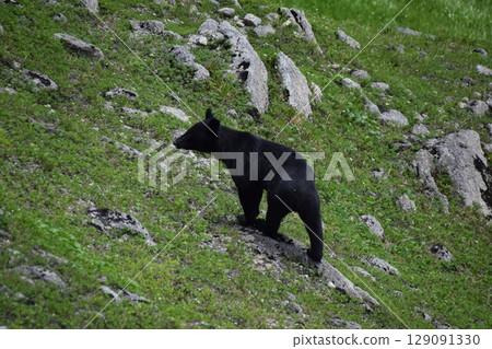 亞洲黑熊 129091330