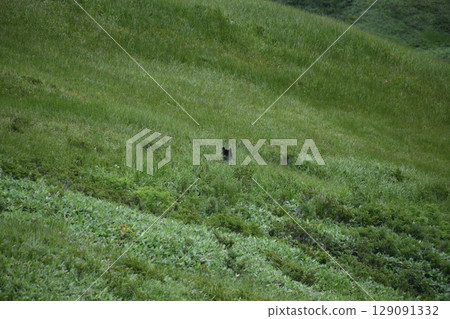 亞洲黑熊 亞洲黑熊 129091332