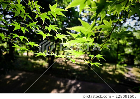 夏日陽光透過樹葉，新鮮的綠色楓葉 129091605