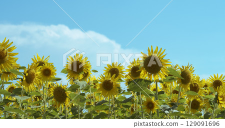 Sunflower field on the street corner 129091696