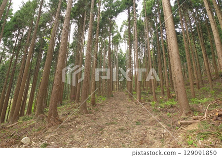 雪松森林 129091850