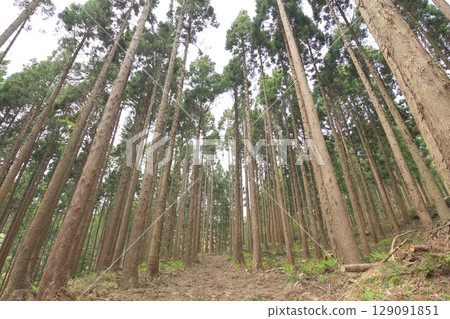 雪松森林 129091851