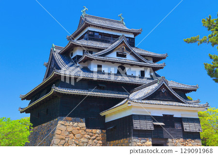 【島根縣】國寶松江城天守閣的春天（現存12座天守閣） 129091968