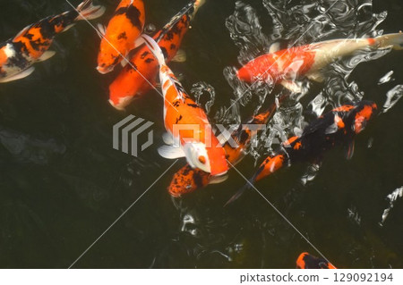 fancy carp fish swimming and playing waterfall in pond 129092194