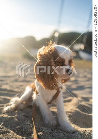 A cute Cavalier King Charles Spaniel puppy sitting on a sandy beach during sunset. The soft sunlight creates a warm and peaceful atmosphere, perfect for themes of leisure, pets, and nature. A cute Cavalier King Charles Spaniel puppy sitting on a sandy beach during sunset. The soft sunlight creates a warm and peaceful atmosphere, perfect for themes of leisure, pets, and nature. 129092207