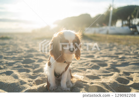 A cute Cavalier King Charles Spaniel puppy sitting on a sandy beach during sunset. The soft sunlight creates a warm and peaceful atmosphere, perfect for themes of leisure, pets, and nature. 129092208