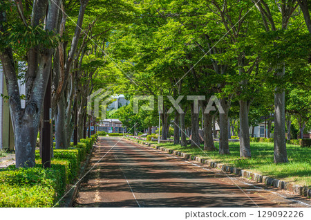 Tree-lined street in front of Makino Station on the Kosei Line, Makino Town, Takashima City, Shiga Prefecture 129092226