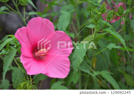 Titan Bicalus Titan Bicalus 129092245