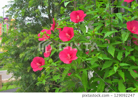 Titan Bicalus 129092247