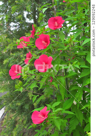 Titan Bicalus 129092248