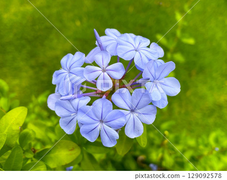 Blue Lush Flower Blue Lush Flower 129092578