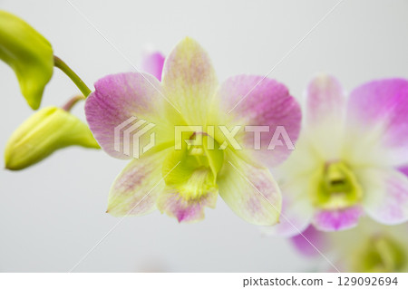 Beautiful Orchid flower blooming in garden floral background Beautiful Orchid flower blooming in garden floral background 129092694