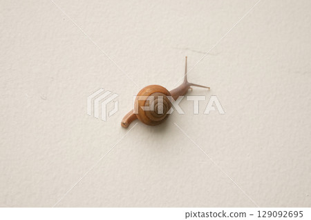 small snail on concrete floor close up small snail on concrete floor close up 129092695