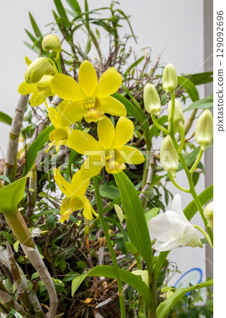 Beautiful Orchid flower blooming in garden floral background Beautiful Orchid flower blooming in garden floral background 129092696