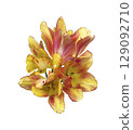 Pink striped tulip flower head in bloom first spring garden flower, cutout with clipping path isolated object, beautiful springtime plant, floral element of design, decor 129092710