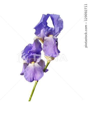 Iris germanica tender bright light violet garden flower with two heads, stem selective focus close-up, cutout with clipping path object, floral design element, clipart for card, invitation, holiday Iris germanica tender bright light violet garden flower with two heads, stem selective focus close-up, cutout with clipping path object, floral design element, clipart for card, invitation, holiday 129092711