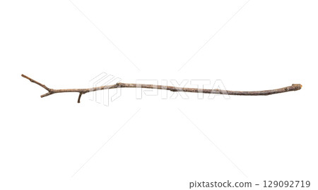 Dry tree branches isolated on white background Dry tree branches isolated on white background 129092719