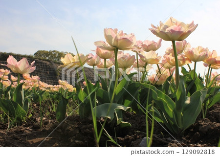 ~Tulips~ ✿・✿・✿・Angelica・✿・✿・✿ 129092818