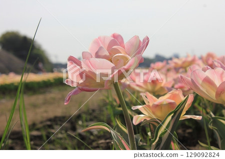 ~Tulips~ ✿・✿・✿・Angelica・✿・✿・✿ ~Tulips~ ✿・✿・✿・Angelica・✿・✿・✿ 129092824