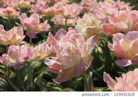 ~Tulips~ ✿・✿・✿・Angelica・✿・✿・✿ 129092826