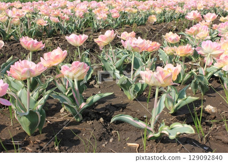 ～鬱金香～ ✿・✿・✿・當歸・✿・✿・✿ 129092840