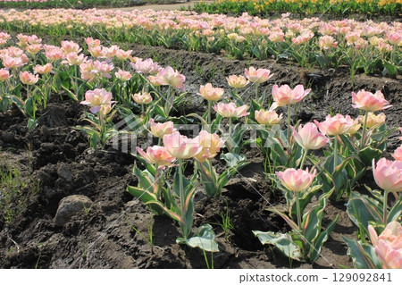 ～鬱金香～ ✿・✿・✿・當歸・✿・✿・✿ 129092841