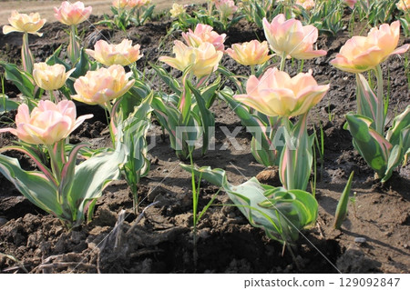 ~Tulips~ ✿・✿・✿・Angelica・✿・✿・✿ 129092847