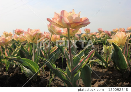 ~Tulips~ ✿・✿・✿・Angelica・✿・✿・✿ 129092848