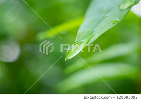 rain water drop on green leaf closeup natural background 129093092