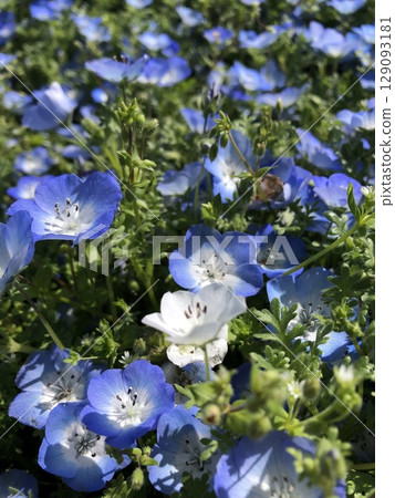 Nemophila blue flower * ~ *** Babyblueeyes *** ~ * 129093181