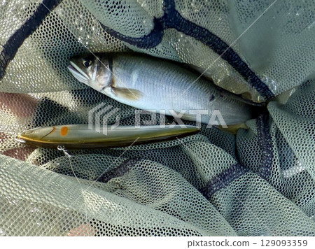 在物部川釣香魚 在物部川釣香魚 129093359