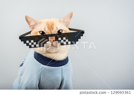 Burmese cat wearing pixelated glasses and a blue T-shirt. 129093361
